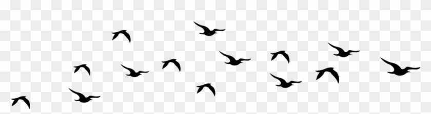 Bird In Flight Silhouette Clip Art 6 Clipart - Transparent Background Birds Clip Arts #896304