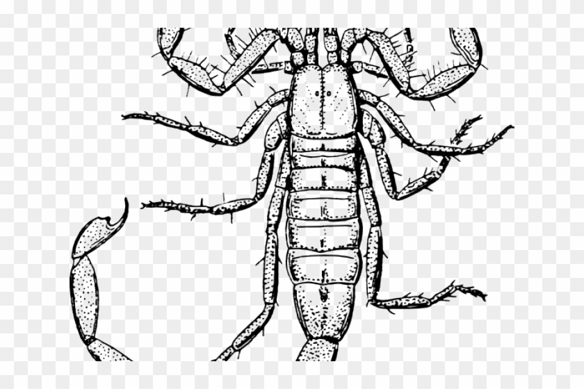 Scorpion Clipart Black And White - Scorpion Drawing #896587
