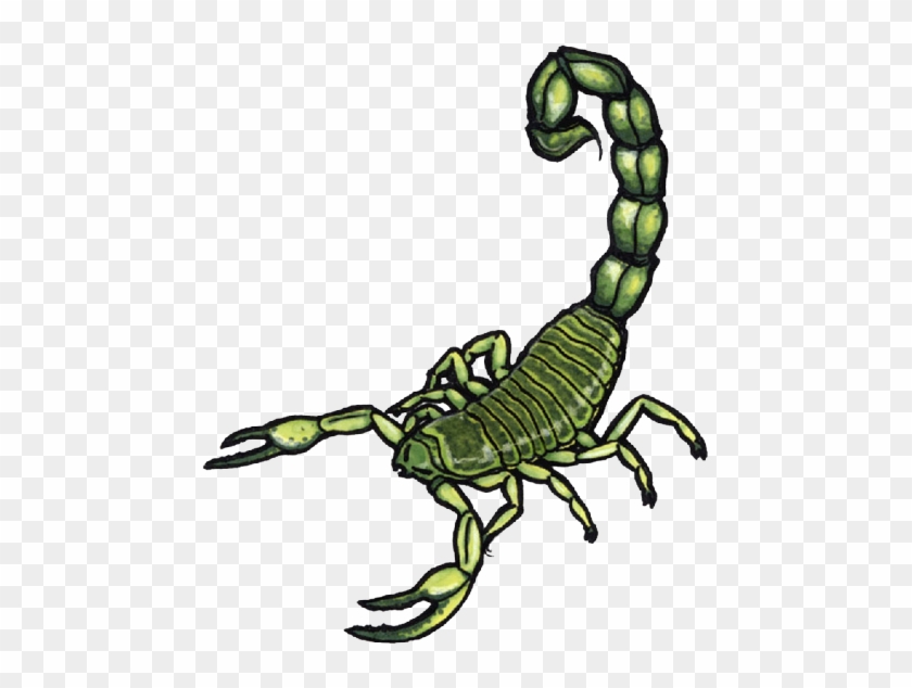 Scorpion Tattoos Clipart Tail - Scorpion #896592
