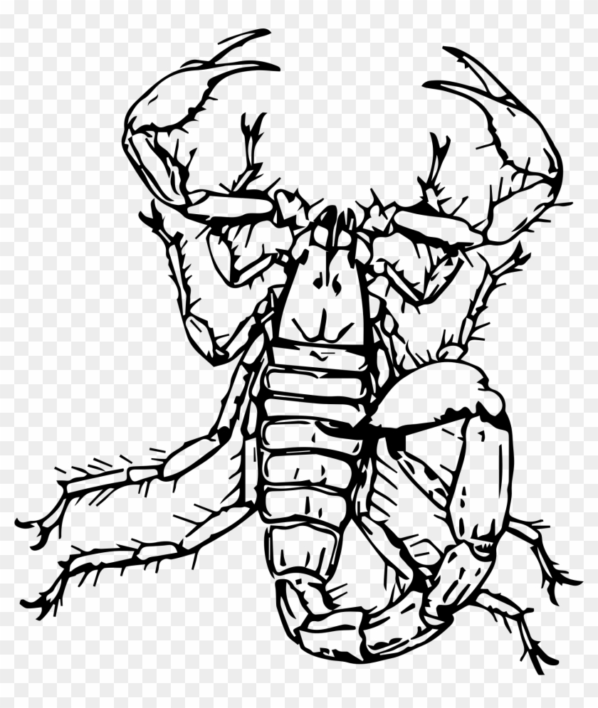 Drawn Scorpion Insect - Scorpio On Transparent Background #896595