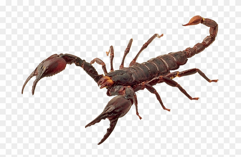Scorpion Png - Skorpió Png #896633