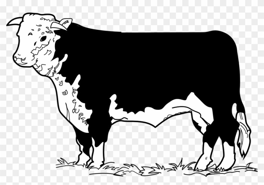 Beef Cattle Clip Art #896685