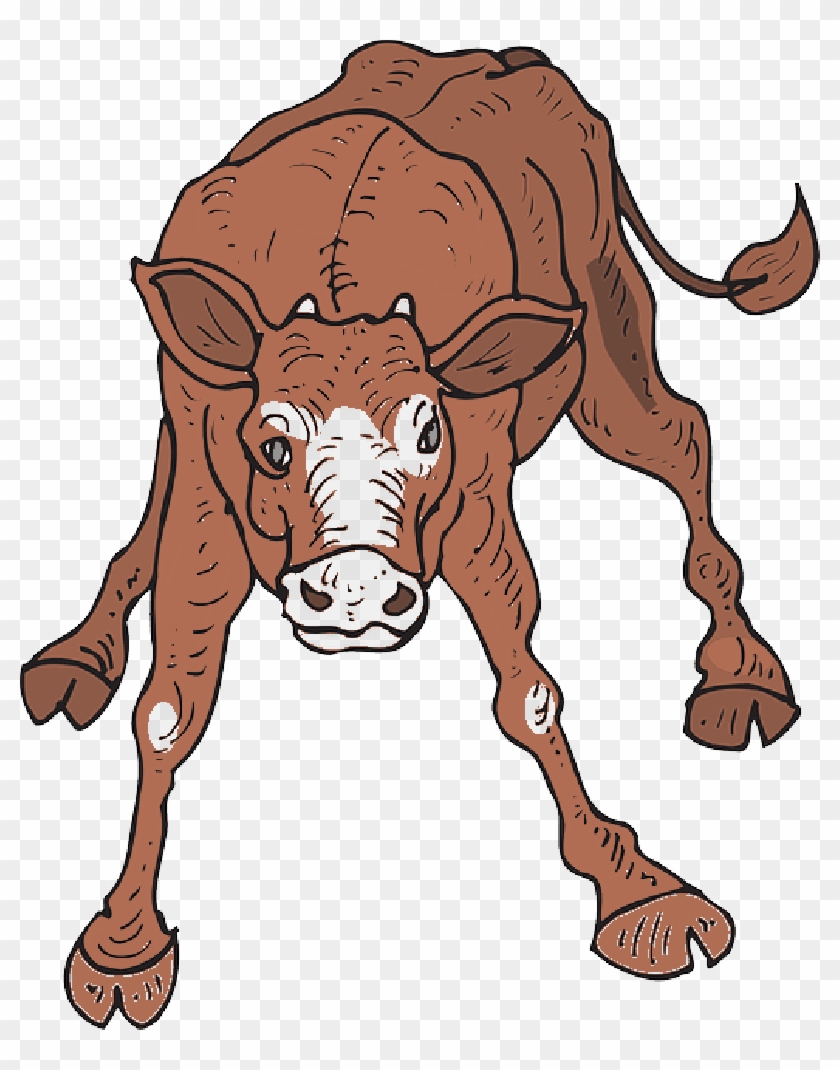 Baby, Farm, Standing, Wobbly, Animal, Calf - Clipart Calf #897278