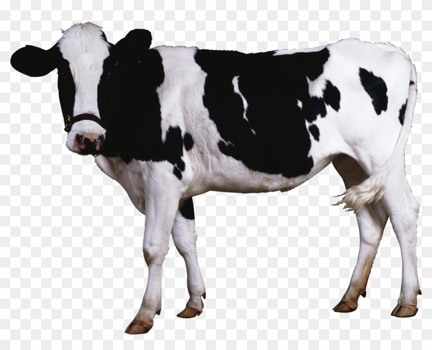 Cattle Calf Clip Art - Cow Transparent #897294