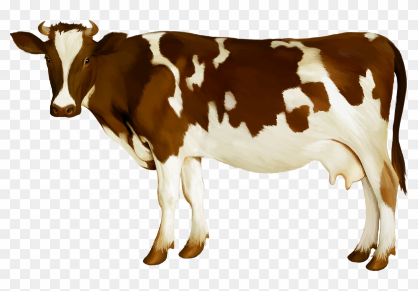 Simmental Cattle Milk Dairy Cattle Calf - Cow Png #897296