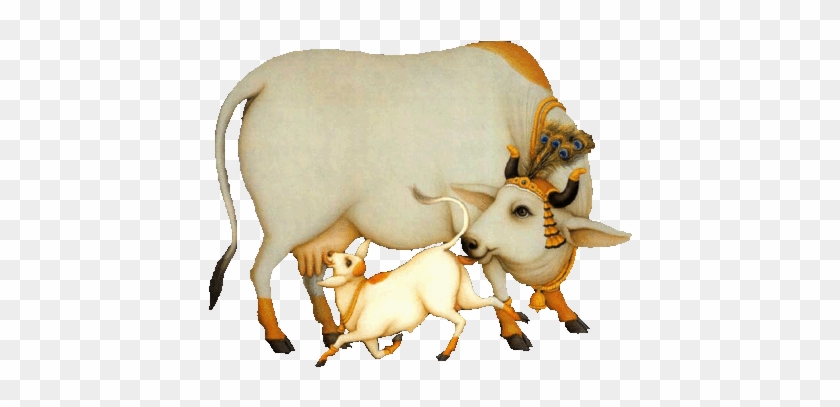 Indian Cow & Calf #897321