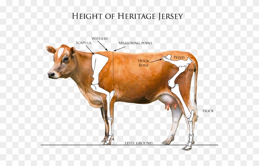 Heritage Jersey Organization Gt Measuring Your Jersey - Dairy Cow #897337
