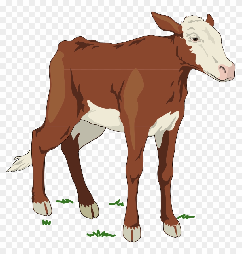 Cow 2 Free Vector - Calf Of A Cow Clipart #897700