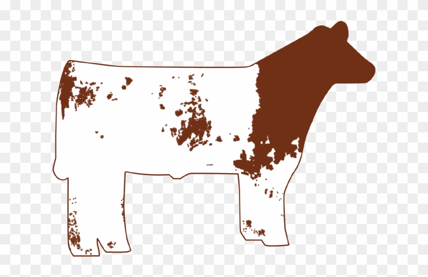Club Calf Clipart - Shorthorn Clipart #897730