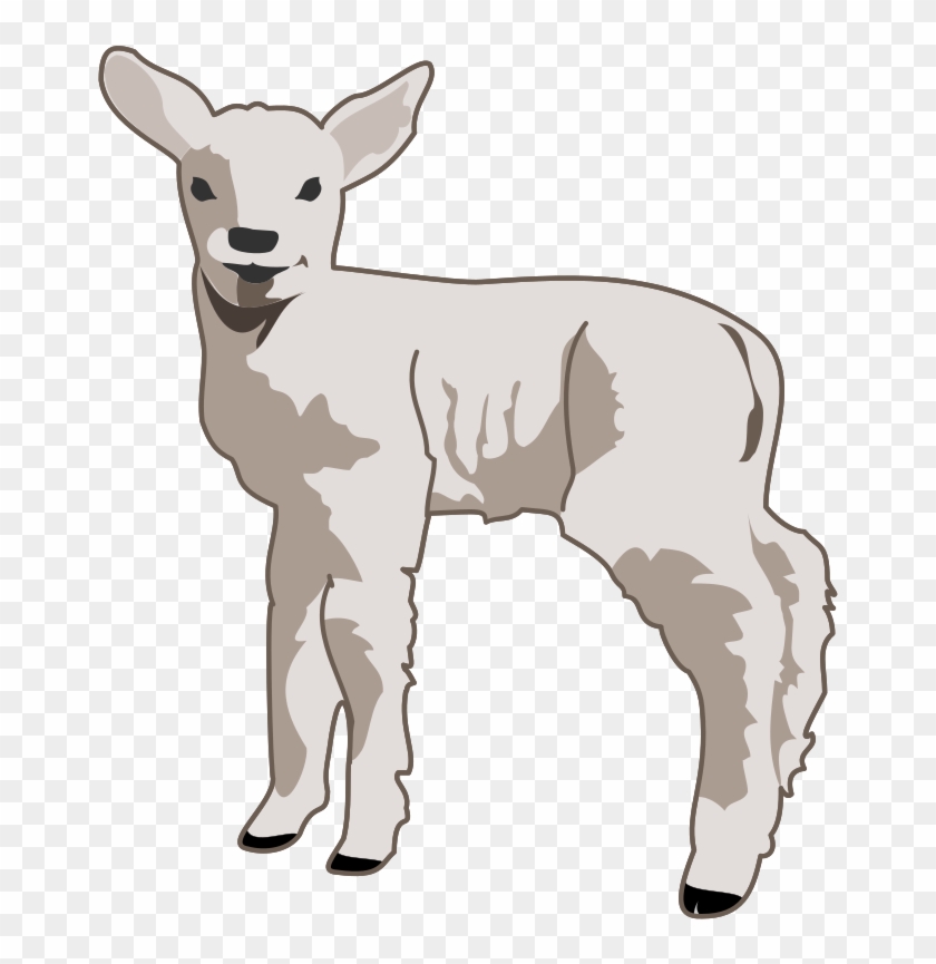 Young Lamb - Sheep Clip Art #897793