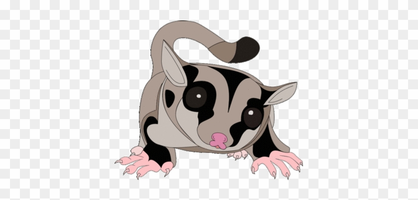 Sugar Glider Clipart Cartoon - Sugar Glider Gif Transparent #897815