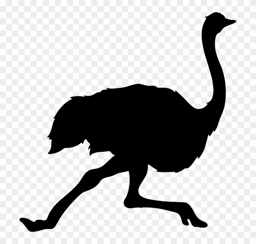 Silhouette Of An Ostrich #898581
