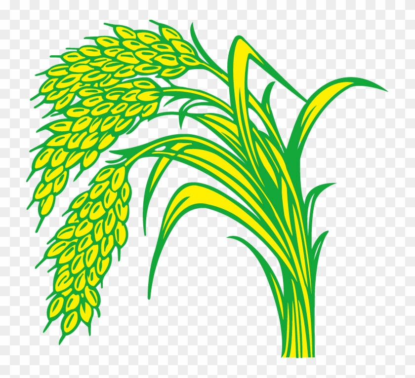 Rice Paddy Field - Rice #899126