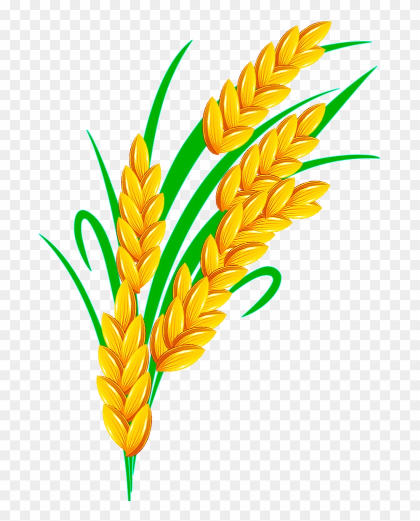 Rice Euclidean Vector - Rice Grain Vector Transparent #899136