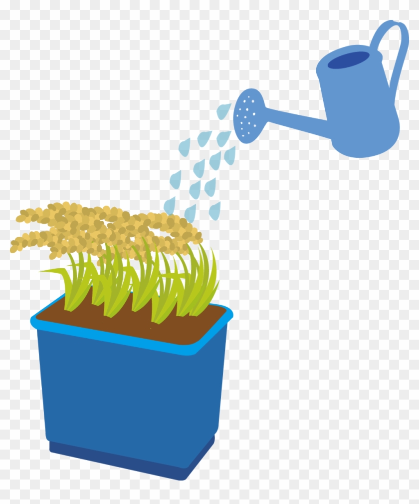 Rice Can Also Be Grown In A Bucket Or Planter At Home - Flowerpot #899151