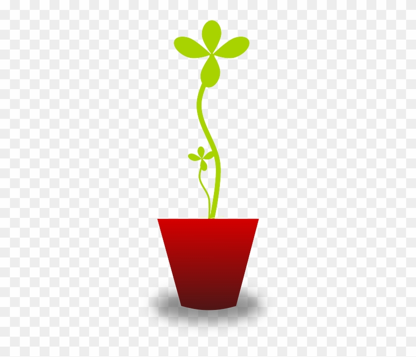 Plant, Pot, Tender, Delicate, Seedling, Growth, Growing - Vector Graphics #899432