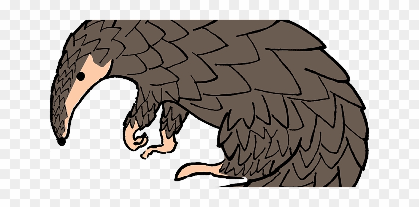 Pangolin Drawing #901025