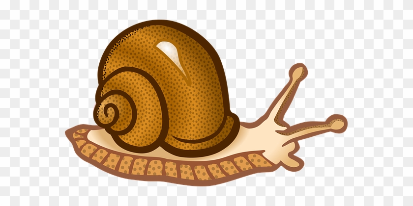 Animal Molluscs Snail Snail Snail Snail Sn - Snail Cliparts #901332