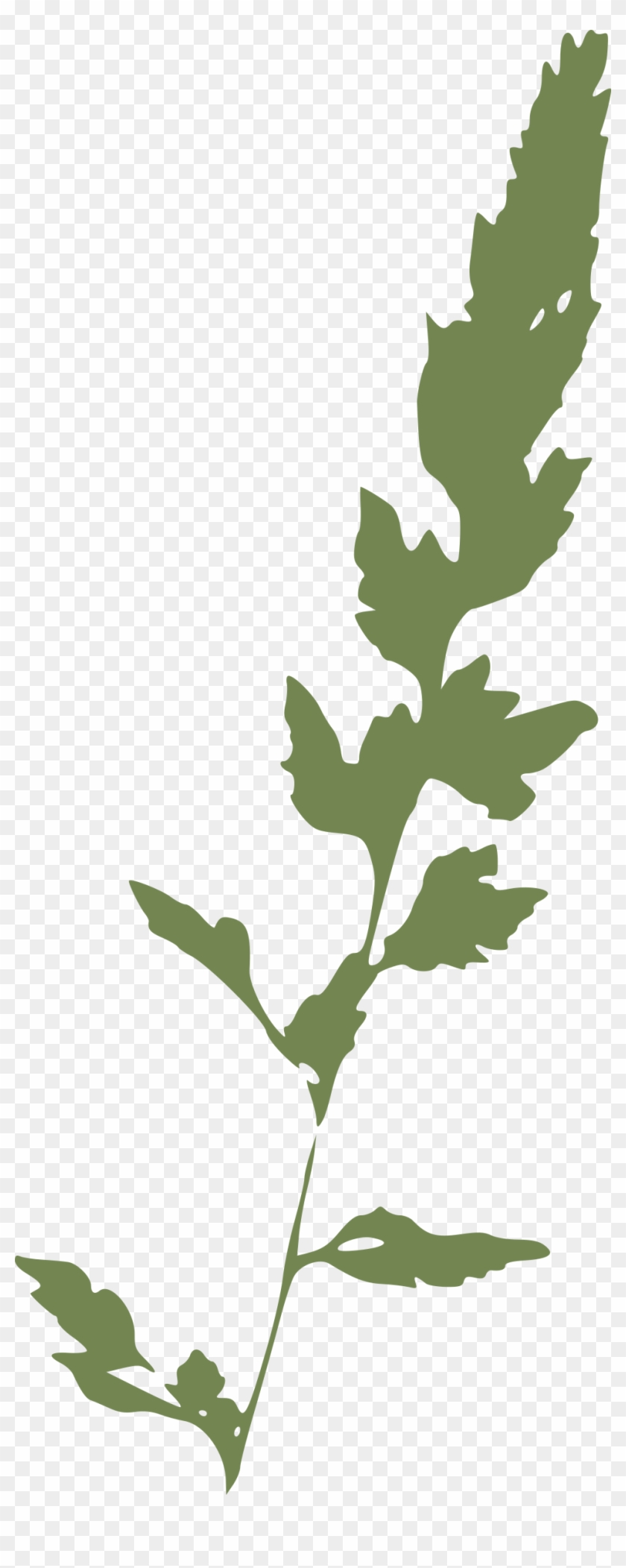 Canary Grass - Grass Clipart #901355