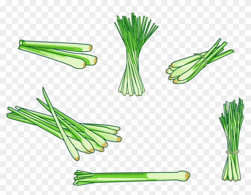 Cymbopogon Citratus Allium Fistulosum Illustration - Lemon Thai Vector Png #901400