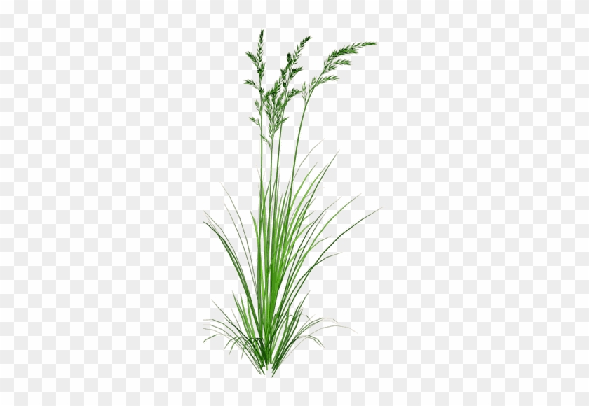 Beach Grass Clipart - Beach Grass Clip Art #901534