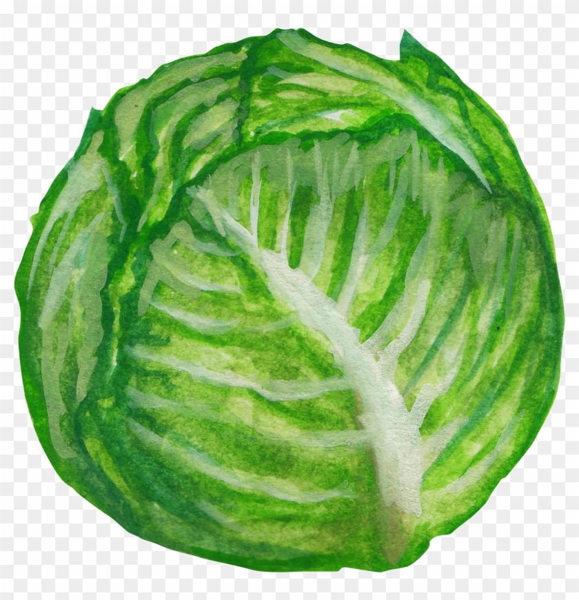 Savoy Cabbage Vegetable Illustration - Savoy Cabbage #901724