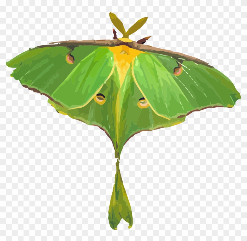 Moth Illustration - Luna Moth Clipart #901745