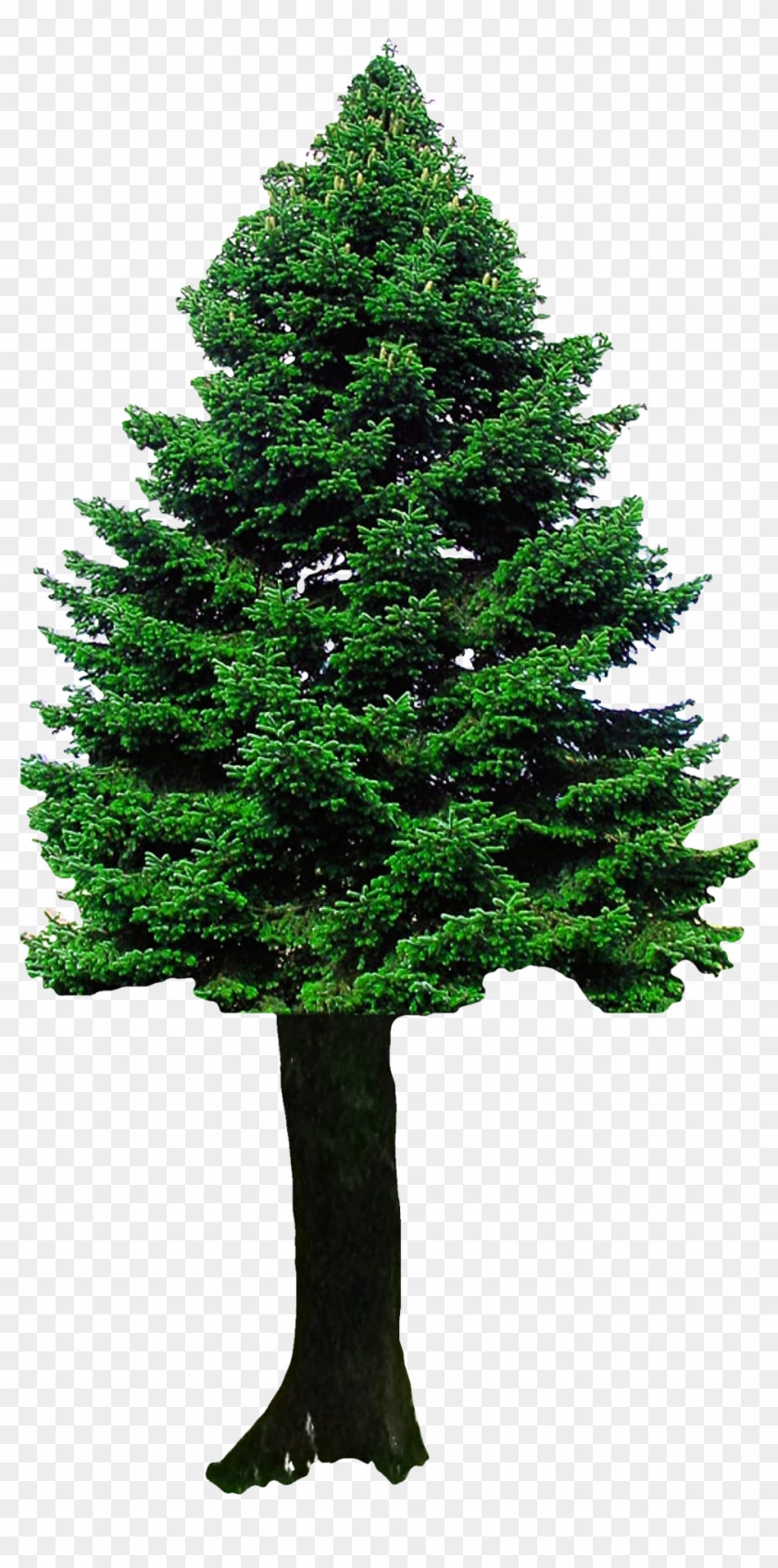 Christmas Tree Png Transparent Image - Png Images Of Tree #901824
