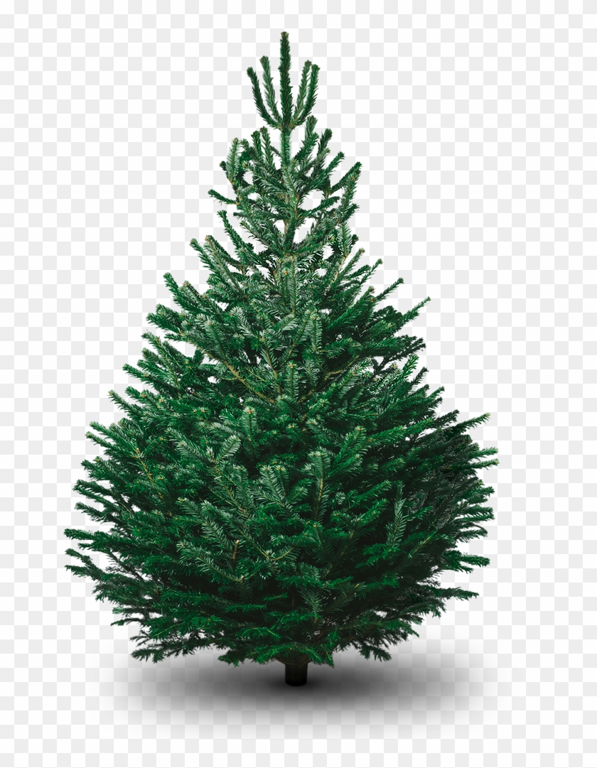 8ft Nordmann Fir - Christmas Tree #901845
