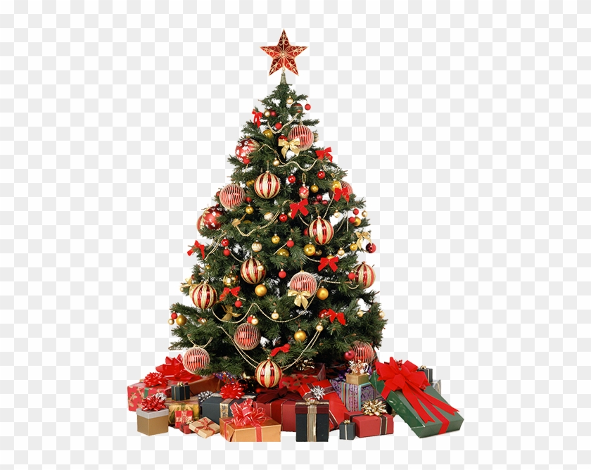 Christmas Tree Png - Real Christmas Tree Transparent #901861