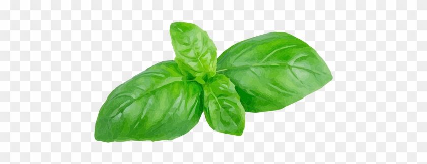 Basil Herb Illustration Transparent Png - Basil Leaves Png #901921