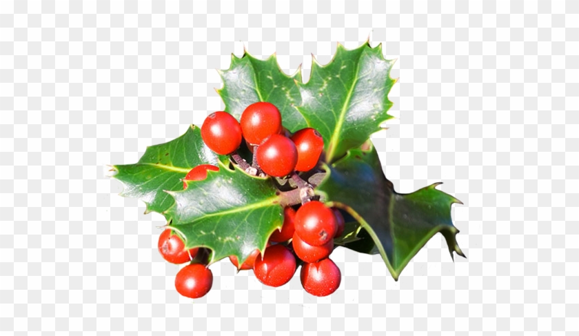 Holly Leaves With Red Berries - Red Christmas Berries Png #901980