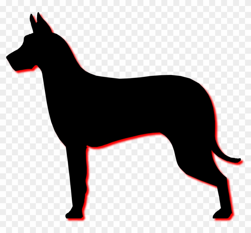 Black Dog - Hund Profil #902107
