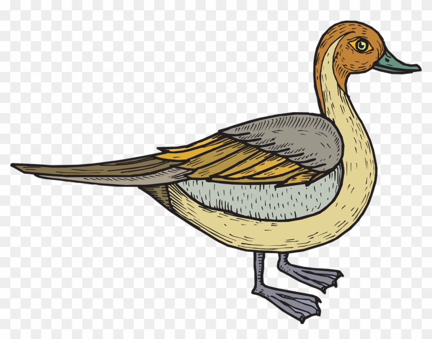 Bird Duck Wings Standing Png Image - Bebek Vektor Png #903222