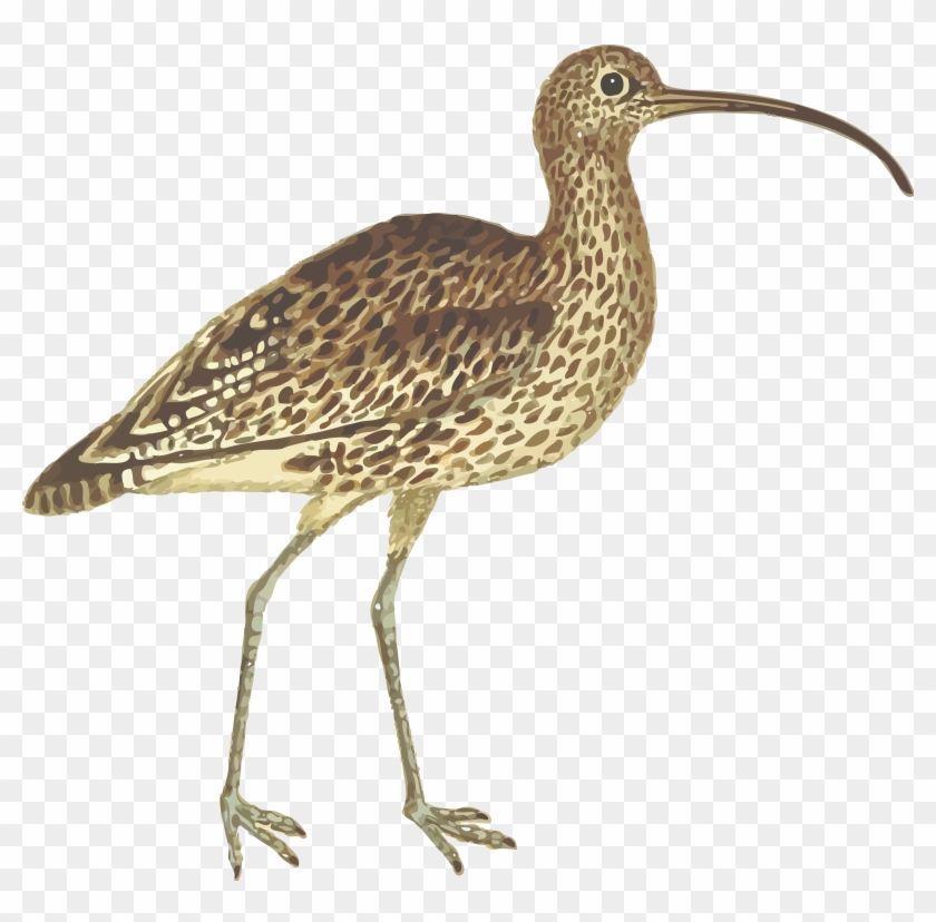 Free Clipart Of A Curlew Bird - Long Billed Curlew Png #903249