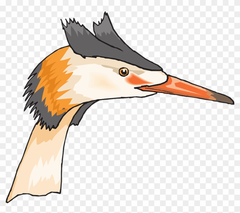 Head, Eye, Bird, Animal, Beak, Heron, Feathers, Eyes - Transparent Lappedykker #903251