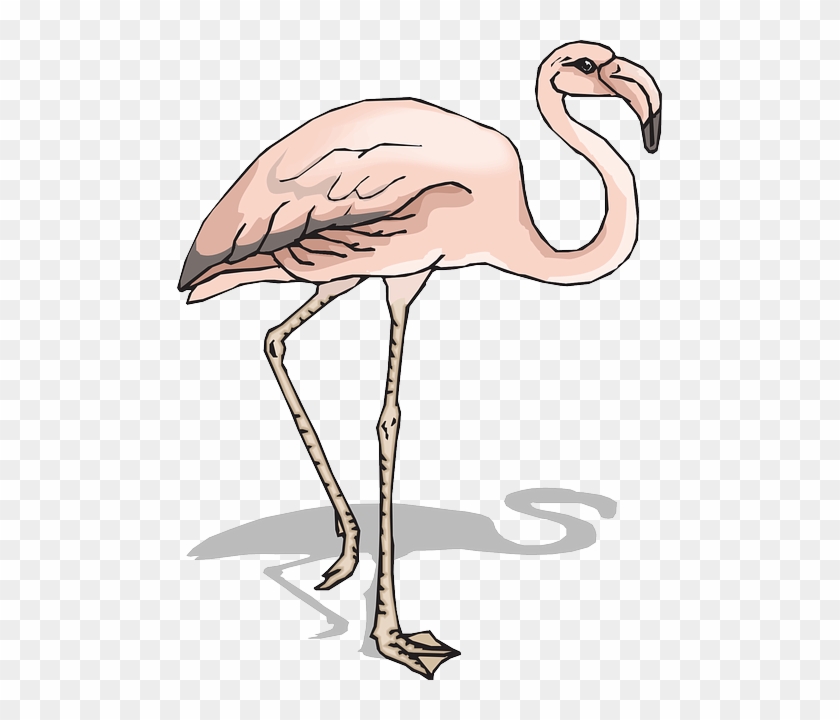 Shadow, Bird, Wings, Flamingo, Long, Neck, Animal, - Kaki Burung Flamingo #903296