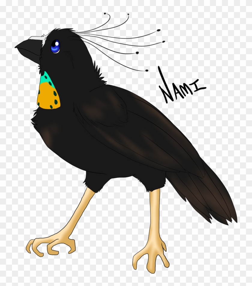 Bird Of Paradise - Parotia #903313