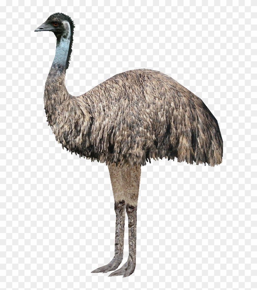 Emu Ludozoo - Great Emu War Meme #903348