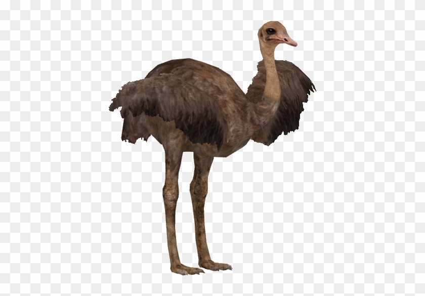 Somali Ostrich F - Ostrich #903353