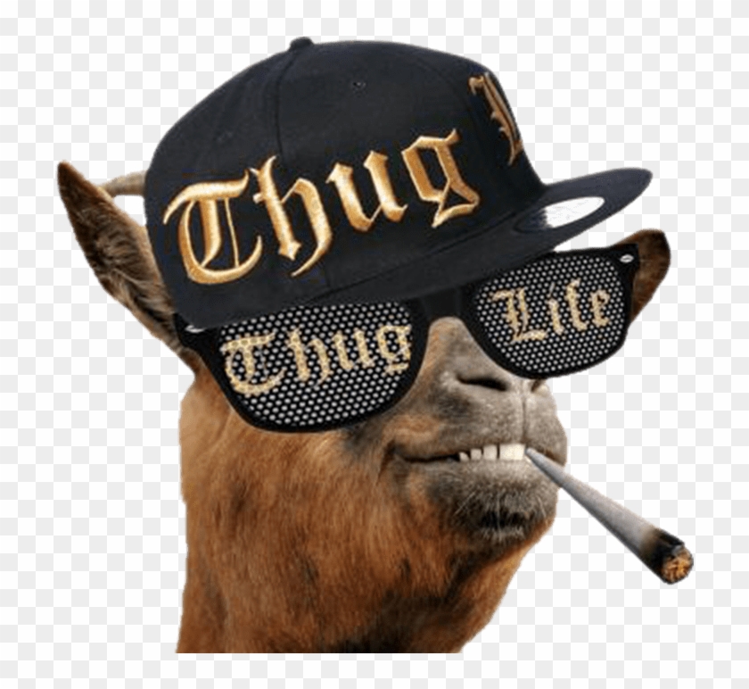 Descargar - Thug Life Glasses Meme #903355.