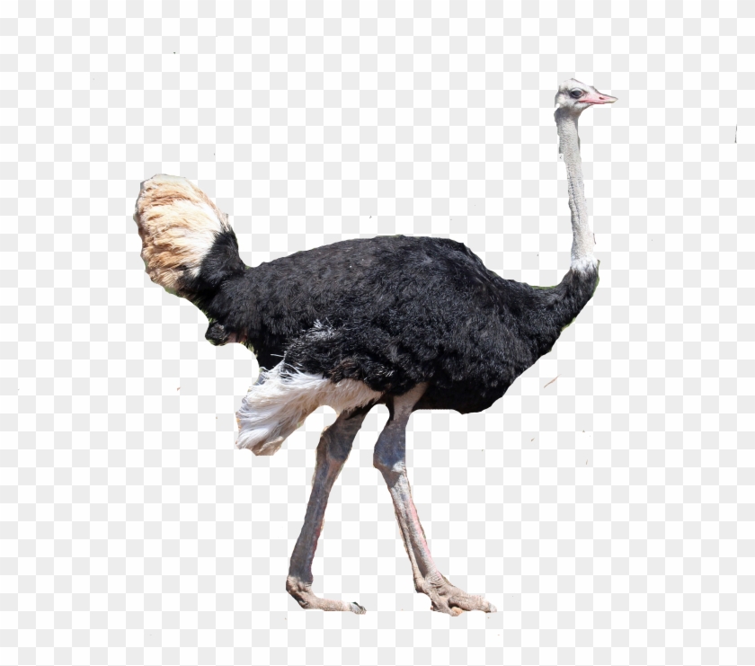 Flightless Bird Common Ostrich Ratite Beak - Ostrich #903359