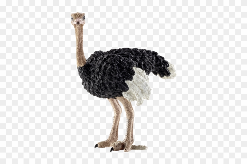 Ean - Schleich Ostrich #903362