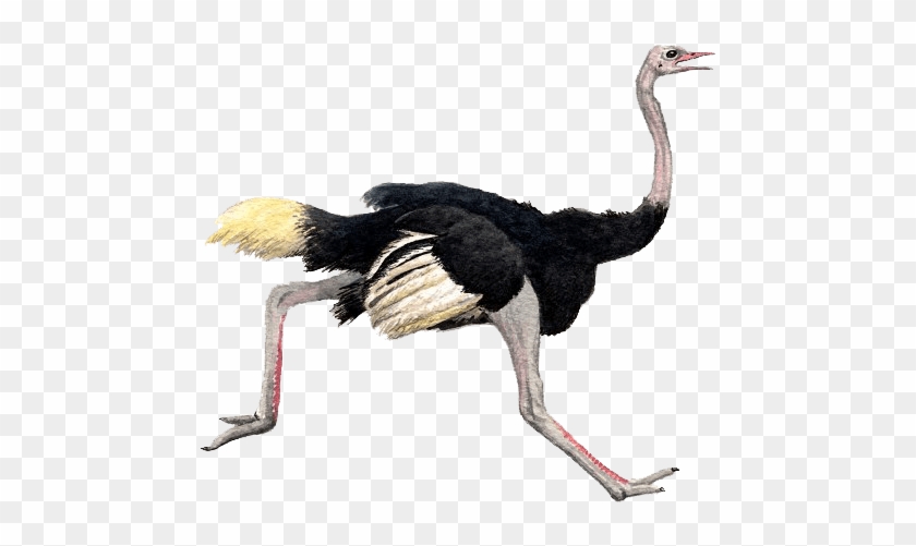 Ostrich Transparent #903369