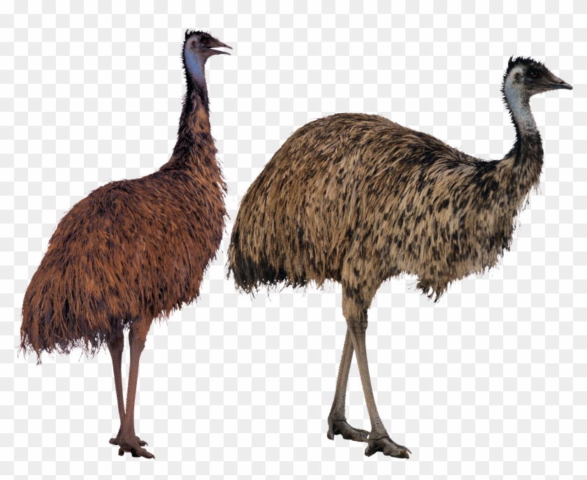 Common Ostrich Bird Emu Lotion Cassowary - Big Bird Sesame Street #903377