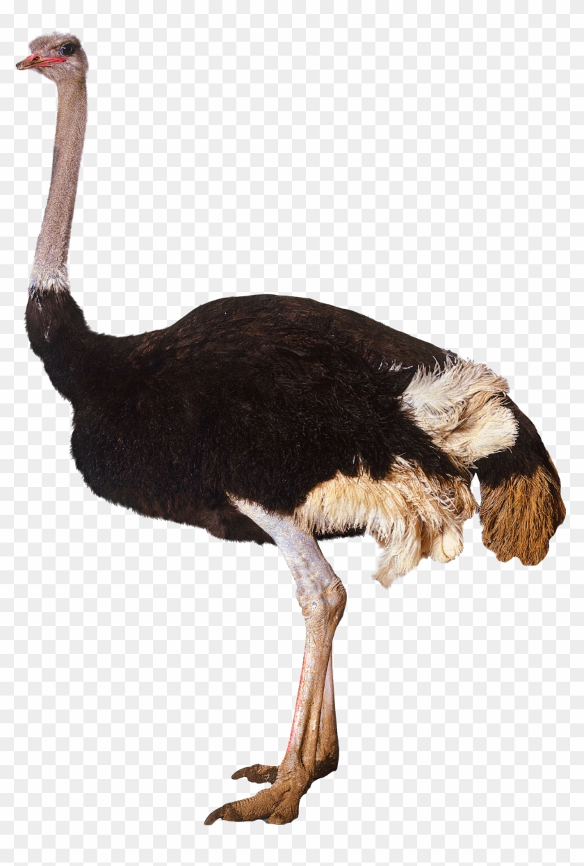 Ostrich Standing Png Image - Ostrich Png #903385