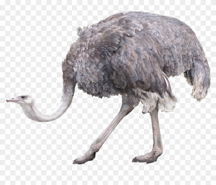 Ostrich On A Transparent Background - Ostrich Transparent #903388