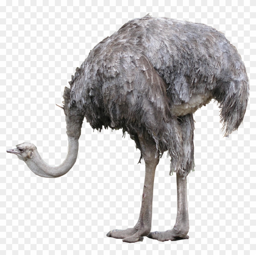 Ostrich Png Photos - Ostrich Png #903395