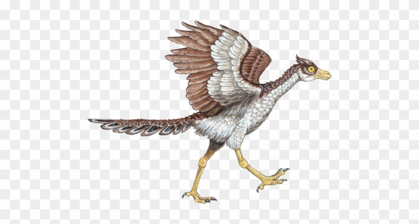 It Had Feathers Covering Its Short Arms, Most Of Its - Evolution Of Dinosaurs #903394
