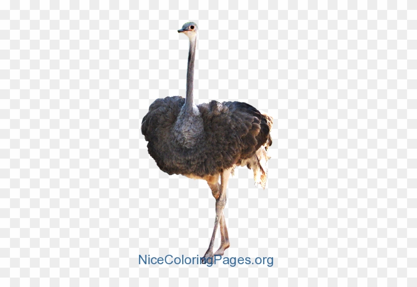 Ostrich Png - Ostrich Png #903401